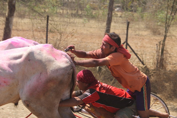 Al bando le corse con buoi in India: Animal Equality contribuisce a una sentenza storica per i diritti degli animali 5