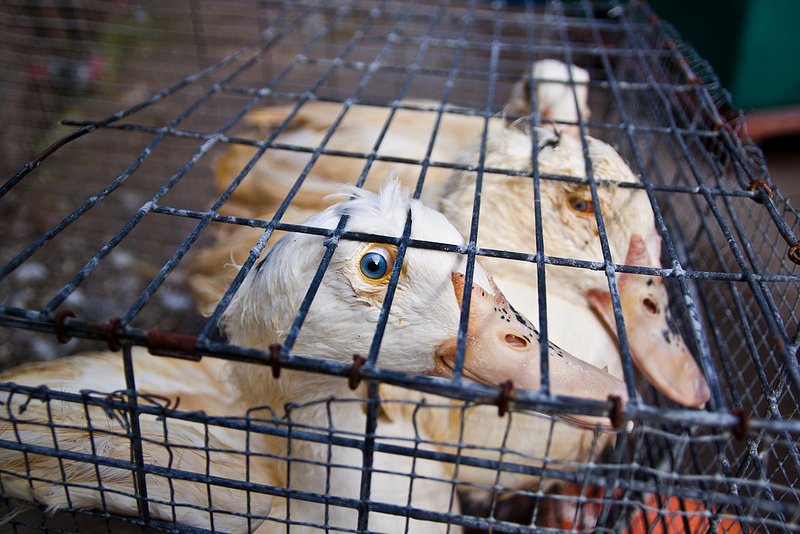 Foie-Gras.it, un'investigazione di Animal Equality