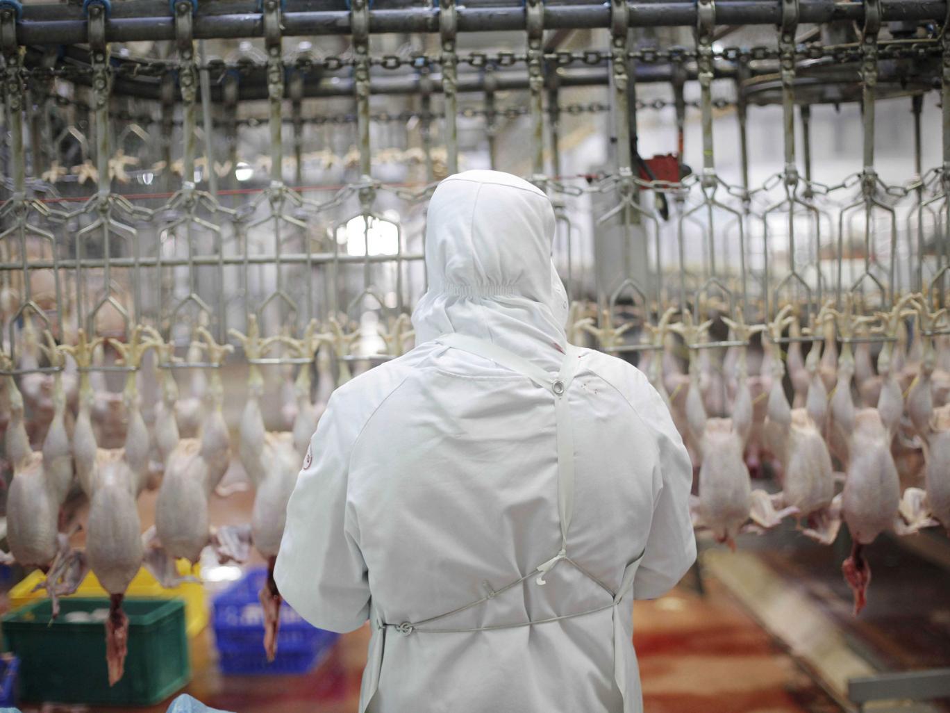 Allevamento intensivo galline