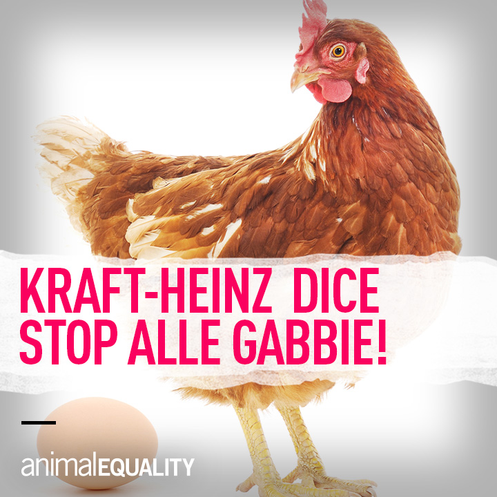 Kraft-Heinz si impegna per dire basta alle uova da allevamento in gabbia 5