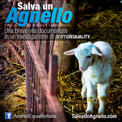 www.SalvaUnAgnello.com