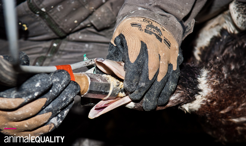 10 pratiche brutali che sono routine negli allevamenti intensivi 7