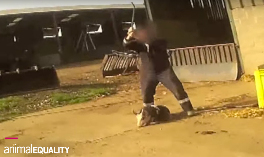 10 pratiche brutali che sono routine negli allevamenti intensivi 9