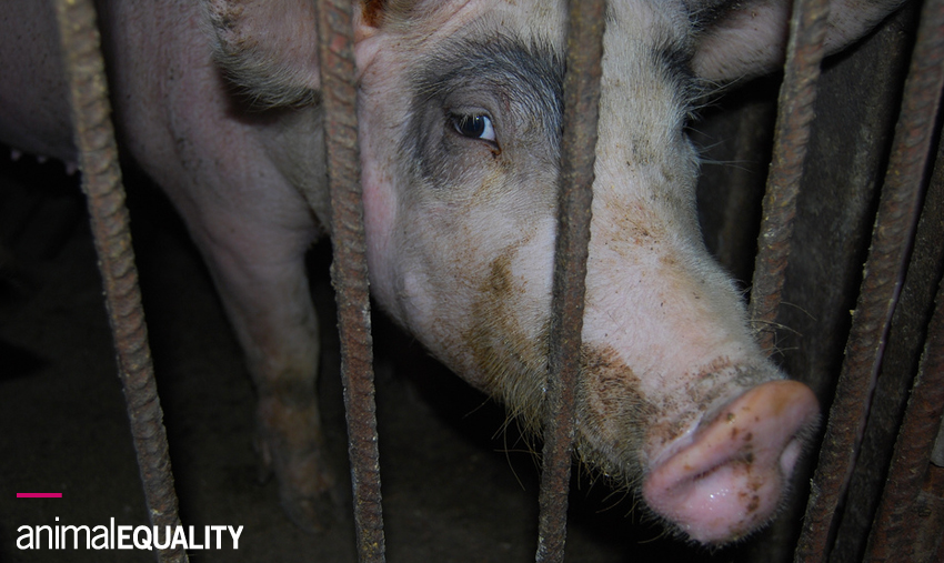 10 pratiche brutali che sono routine negli allevamenti intensivi 13