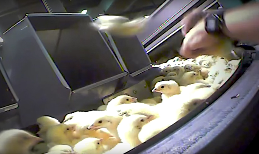 10 pratiche brutali che sono routine negli allevamenti intensivi 14