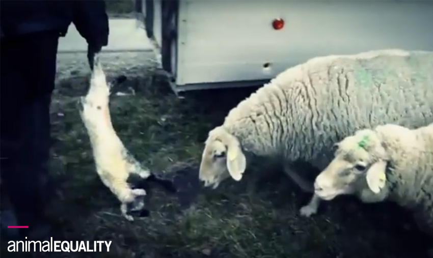 10 pratiche brutali che sono routine negli allevamenti intensivi 12
