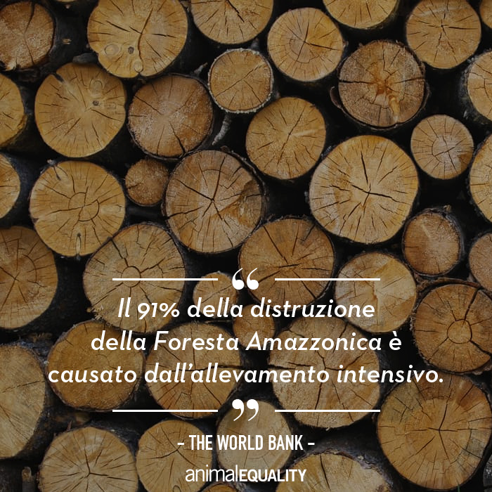 4 motivi per cui gli allevamenti intensivi sono il peggior nemico del pianeta Terra 4