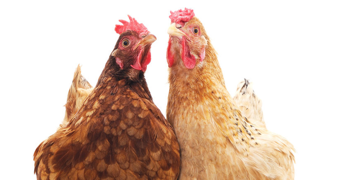 Pellegrini dice no alle gabbie per le galline ovaiole 6